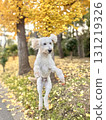 A large white dog makes a big jump among the rows of yellow ginkgo trees 131219326