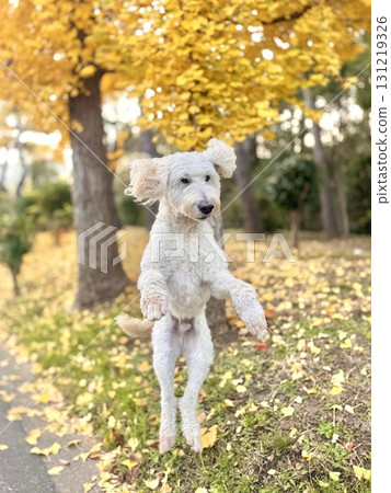 一隻大白狗在一排排黃色的銀杏樹間跳躍 131219326