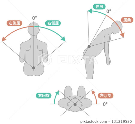 Thoracic and lumbar region, trunk range of motion ROM illustration set 131219580