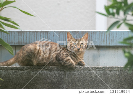 A stray cat sitting on a block wall and looking up A stray cat sitting on a block wall and looking up 131219934