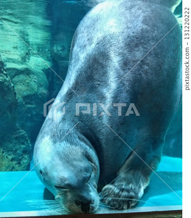 A fluffy seal diving underwater A fluffy seal diving underwater 131220222