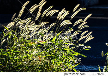 Green foxtail grass, commonly known as cat teaser, in the city bathed in the afternoon sun 131220289