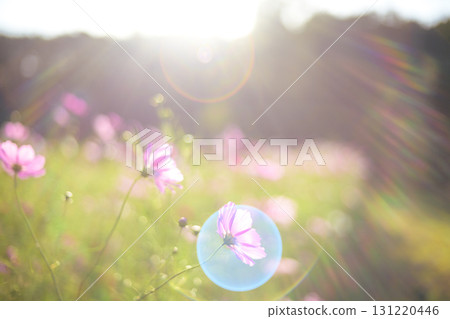 夕陽下的波斯菊,光線照射在其上(特殊攝影造成的柔和色調) 夕陽下的波斯菊,光線照射在其上(特殊攝影造成的柔和色調) 131220446