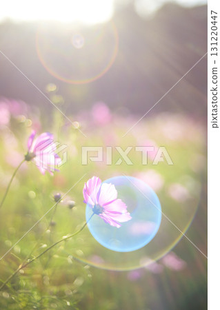 夕陽下的波斯菊，光線照射在其上（特殊攝影造成的柔和色調） 131220447