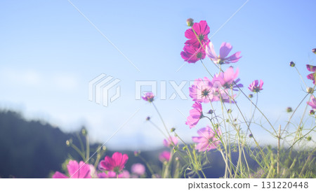 Cosmos in full bloom and blue sky (soft tone due to special photography) 131220448