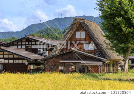 Golden rice ears and Gassho-style houses in Shirakawa-go Golden rice ears and Gassho-style houses in Shirakawa-go 131220504