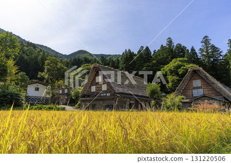 Golden rice ears and Gassho-style houses in Shirakawa-go Golden rice ears and Gassho-style houses in Shirakawa-go 131220506