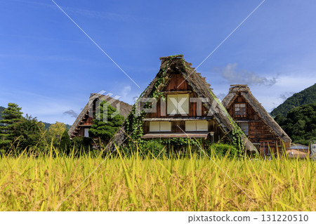 Golden rice ears and Gassho-style houses in Shirakawa-go 131220510