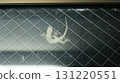 壁虎緊貼在窗玻璃上 131220551