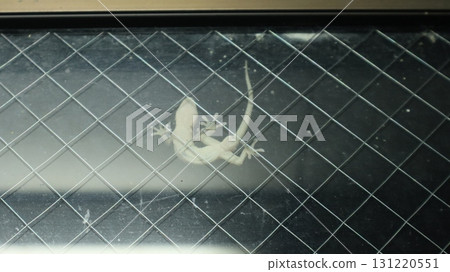 Gecko clinging to window glass Gecko clinging to window glass 131220551