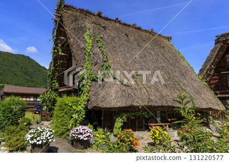 Autumn scenery with loofahs blooming on thatched roofs in Shirakawa-go 131220577