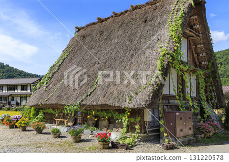 Autumn scenery with loofahs blooming on thatched roofs in Shirakawa-go Autumn scenery with loofahs blooming on thatched roofs in Shirakawa-go 131220578