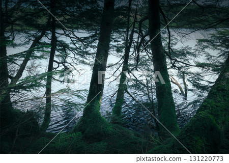 Lakeside forest shrouded in mist 131220773