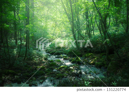 A stream flowing through a green forest 131220774