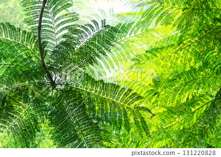 Light falling on fern leaves 131220828