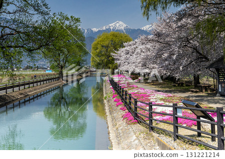 安曇野的春天風景，櫻花盛開，常念山 131221214