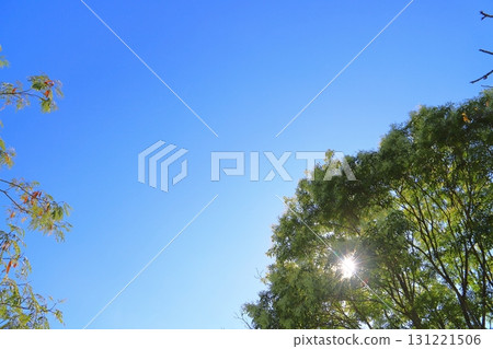 樹木、陽光、藍天 樹木、陽光、藍天 131221506