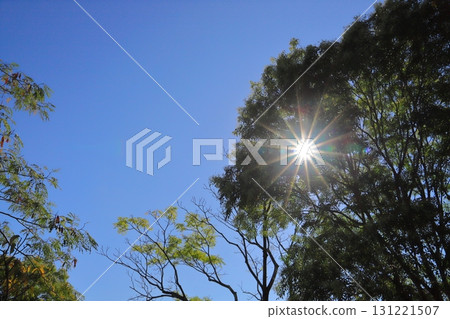 樹木、陽光、藍天 131221507