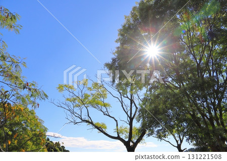 樹木、陽光、藍天 131221508