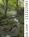 Beech forest, Oku-Daisen, Kitanizawa Stream, natural water filming location. 131222083