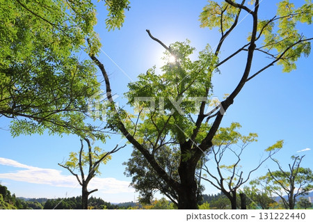Trees, sun, blue sky 131222440
