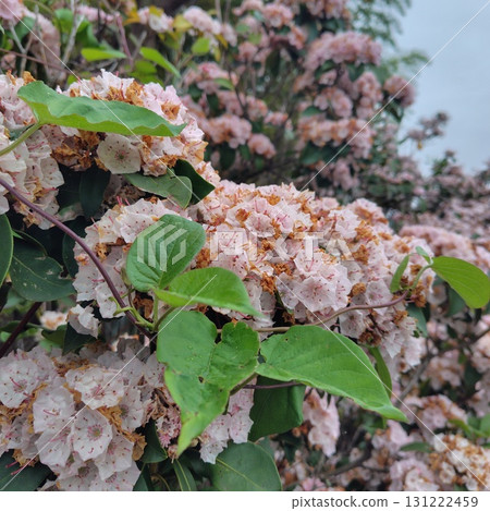 Pink flowers blooming towards the sky 131222459