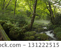 Beech forest, Oku-Daisen, Kitanizawa Stream, natural water filming location. 131222515