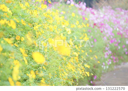 Colorful cosmos field 131222570