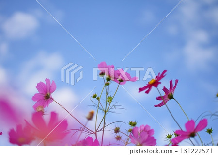 Cosmos blooming toward the sky Cosmos blooming toward the sky 131222571