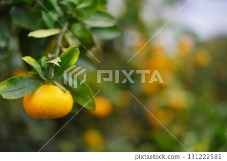A photo of children enjoying the harvest and the bright orange mandarins hanging from their trees at a mandarin orchard 131222581