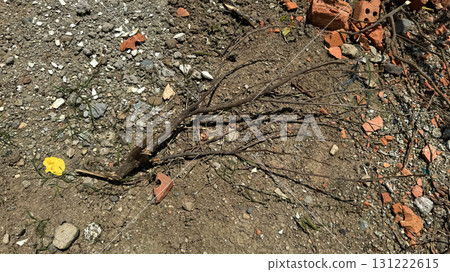 Dry broken branch lying on rocky ground with rustic detail 131222615