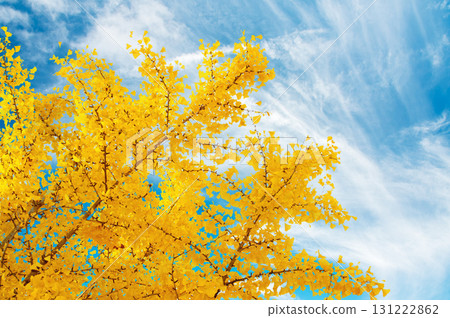 秋天的天空和銀杏樹，有色彩的葉子 131222862