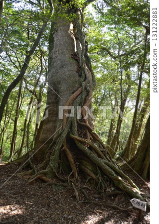 Yakushima trekking scenery 131222881