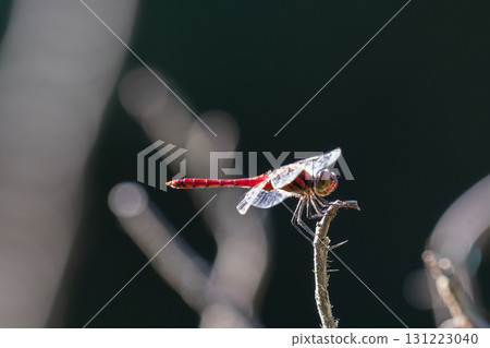 紅蜻蜓 131223040
