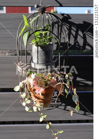 用雪花蓮和香草裝飾鳥籠 用雪花蓮和香草裝飾鳥籠 131223157