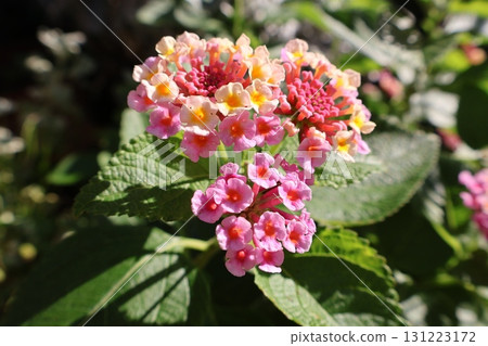 Cute lantana flowers Cute lantana flowers 131223172