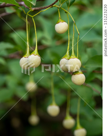 Styrax japonicum Styrax japonicum 131223230