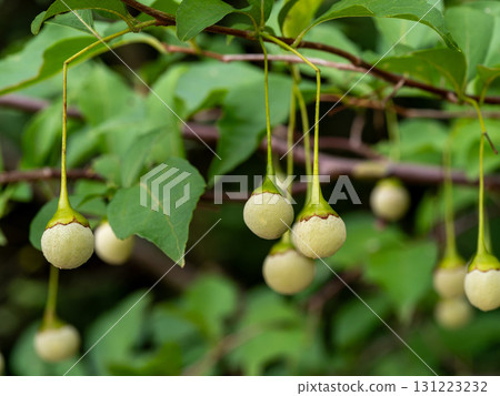 Styrax japonicum Styrax japonicum 131223232