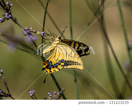 一隻燕尾蝶停在一朵野花上 131223235