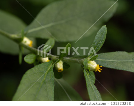 Wild tobacco flowers blooming in the mountains Wild tobacco flowers blooming in the mountains 131223258