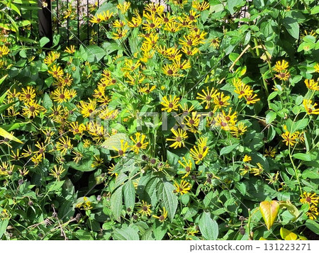 Little Henry 6 Little Henry 6 131223271