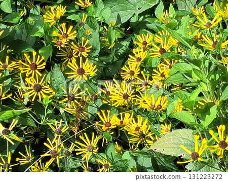 Little Henry 5 Little Henry 5 131223272