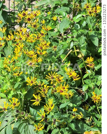 Little Henry 4 131223273