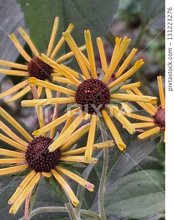 Little Henry 1 Little Henry 1 131223276