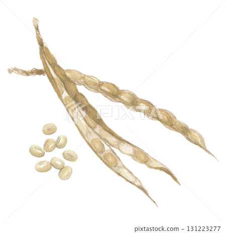 Watercolor drawing of white azuki beans with pods 131223277