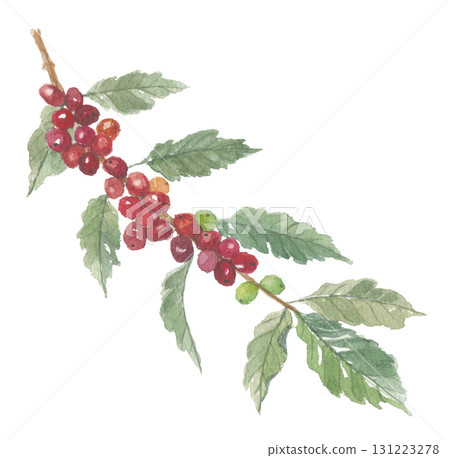 Coffee tree painted in watercolor 131223278