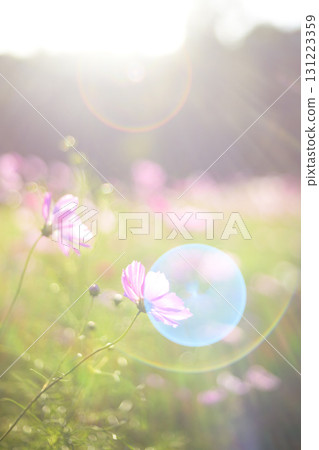 Cosmos in the sunset with light falling on it (soft tone due to special photography) 131223359