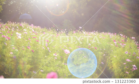 Cosmos in the sunset with light falling on it (soft tone due to special photography) 131223360