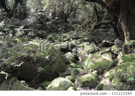 屋久島神秘森林風景 131223394