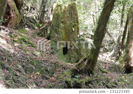屋久島神秘森林風景 131223395